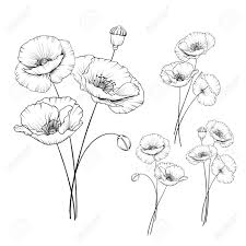 Wählen sie aus illustrationen zum thema hochzeitsblumen von istock. Vintage Mohn Gesetzt Hochzeit Blumen Bundle Blumensammlung Aquarell Fuhrte Hand Gezeichnete Mohnblumen Einzeln Auf Vektor Illustration Lizenzfrei Nutzbare Vektorgrafiken Clip Arts Illustrationen Image 98142339