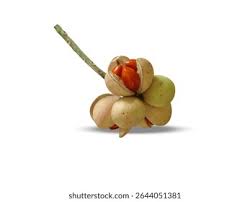 Image result for Aphanamixis