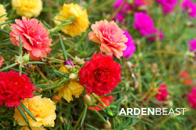 Maybe you would like to learn more about one of these? Portulaca Plants Guide How To Plant Care For Portulaca Grandiflora