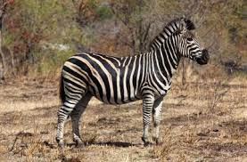 Researchers estimate that 600 to 700 cape zebras live in only 1,000 to 1,300 hartmann's zebras and the wild, according to defenders of wildlife. Where Do Zebras Live Zebras Habitat