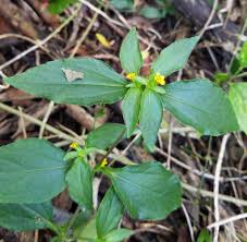 Image result for Synedrella nodiflora