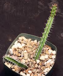 Image result for Euphorbia griseola