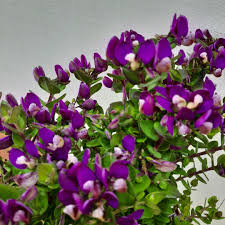 Image result for Polygala petitiana
