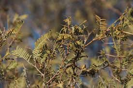 Image result for Acacia haematoxylon