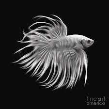 We also have a handy betta illness photo guide that we send out to members of our email list. White Betta Fish Fighting Fish Isolated On Black Background Digital Art By Saranyaphach Jitpilai