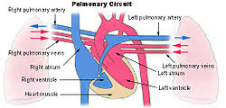 Pulmonary Circulation Wikipedia