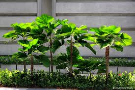 Image result for Licuala grandis