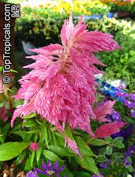 Image result for Celosia argentea