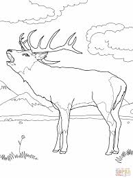 236 x 315 file type: Realistic Deer Coloring Pages