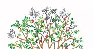 Walnussbaum Richtig Schneiden Baum Walnussbaum Schneiden Garten