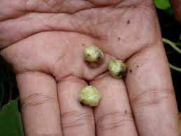 Collecting nasturtium seeds is easy, and even inexperienced gardeners can achieve great success saving and growing collected seeds the following season. Collecting Nasturtium Seeds Youtube