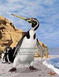 Like the penguins, puffins have a white chest, black back and short stubby wings providing excellent swimming ability in icy water. Giant Extinct Penguin Artwork This Extinct Species Of Penguin Prehistoric Wildlife Ancient Animals Prehistoric Animals