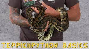 Der erfahrene schlangenfänger packte das reptil mit einem haken, bevor er die drei meter lange python vorsichtig in einen beutel steckte. Reptil Tv Folge 95 Teppichpython Carpet Python Basics Youtube
