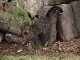 How Do You Stop A Neutered Cat From Spraying Why Would A Male Cat Start Spraying
