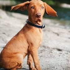 Vizslas are originally from hungary. Vadaszpajtas Rhome Lampas Vidra Hungarian Shorthaired Vizsla Puppy About 14 Weeks Old Puppy Huntingdog Vizsla Dogs Wirehaired Vizsla Vizsla