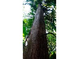 Image result for Tectona