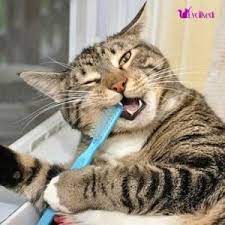 kedilerde agiz ve dis sagligi kedi dis sagligi dis