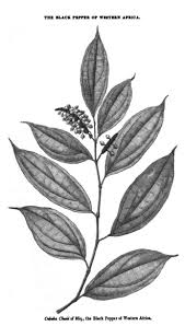 Image result for Piper guineense