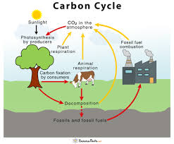 Maybe you would like to learn more about one of these? Carbon Cycle Definition Human Impacts Importance Diagram