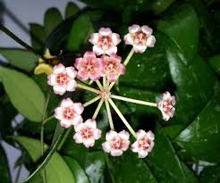 Hoya Gracilis Hoya Plants Guava Tree Tropical Backyard