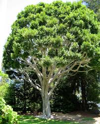 Indian laurel fig across phoenix experienced freeze damage in january 2007. Tree Tourism The Flourishing Tree