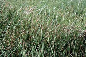 Image result for Schoenoplectiella leucantha