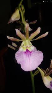 Image result for Oeceoclades saundersiana