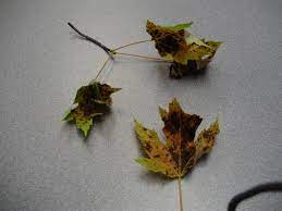 There could be a few reasons why your maple tree leaves aren't turning different colors in fall. Maple Leafs Turning Black And Curling 367785 Ask Extension