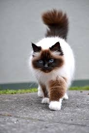 Attention Long Haired Cat Breeds Disk Trend Magazine Cute Cats Pretty Cats Beautiful Cats