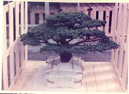 Bonsai is a perennial woody plant that has the features of a tree. The 390 Year Old Tree That Survived The Bombing Of Hiroshima History Smithsonian Magazine