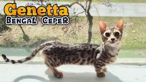 Ciri ciri dari kucing mukhcin d. Mengenal Kucing Genetta Bengal Munchkin Beserta Harga Jualnya Youtube