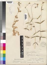 Image result for Cerastium indicum