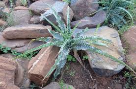 Image result for Ledebouria luteola