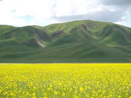 We did not find results for: Tibetaans Hoogland Qinghai New Scientist