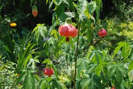 Image result for Abutilon angulatum