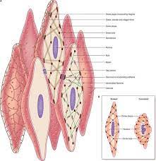 The term smooth muscle refers to a muscle of the human body that is part of an involuntary muscle group. Draw The Diagram Of Smooth Muscle Cell And A Sperm Cell Comment On The Variety Of Shapes Of Cell By Brainly In