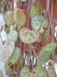 Image result for Ceropegia carnosa