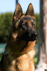 german shepherd germanshepherd alman coban kopegi alman coban kopekleri kopek