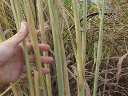 Image result for Andropogon gayanus