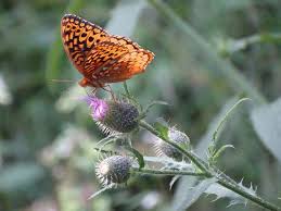 Image result for Cathormion altissimum