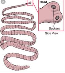 Check spelling or type a new query. Diagram Of Tapeworm Liver Fluke Earthworm Hydra With Labelling Brainly In