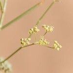 Image result for Deverra denudata