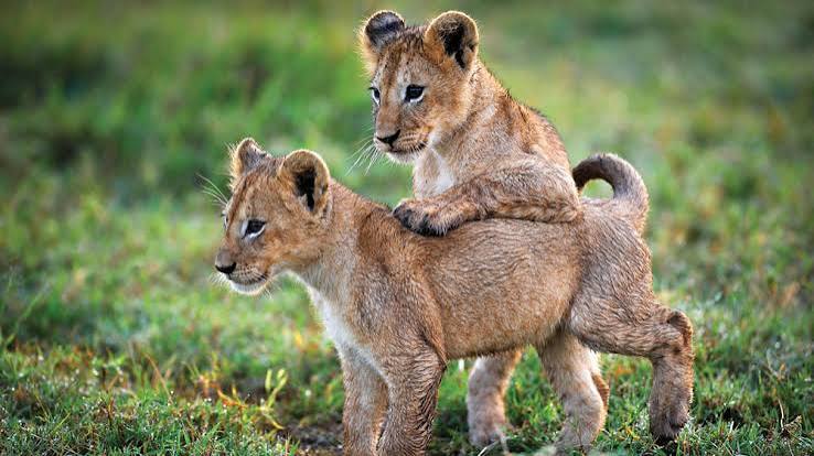 Planet Earth II': How Camera Tech Turned Nature Doc Into a Phenomenon