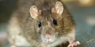 Penyakit kencing tikus atau nama lainnya leptospirosis adalah sejenis penyakit berjangkit yang menjangkiti manusia disebabkan oleh bakteria. 5 Penyakit Berbahaya Berasal Dari Tikus Merdeka Com