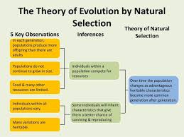 The Theory Of Evolution By Natural Selection Theory Of Natural Selection 5 Key Observations Inferences In Each Gener Theory Of Evolution Evolution Theories