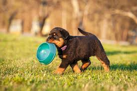 Adobe veterinary center has been providing compassionate and quality veterinary care in tucson and surrounding communities since 1979. About Pets First Veterinary Center