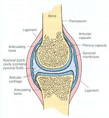 Synovial Joints Have A Surrounding Synovial Capsule That Allows Bones To Articulate With Each Other Synovial Joint Joints Anatomy Human Anatomy And Physiology