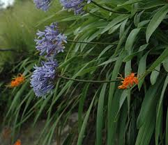 Image result for Agapanthus praecox