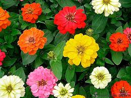 Pin By Morar Daniela On Gradina In 2020 Flower Garden Perennials Flowers