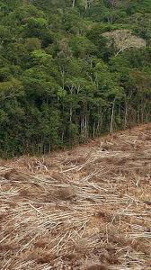 Seine großen flüsse stehen für 18 % der süßwasserzufuhr in die ozeane. Abholzung Um 54 Prozent Gestiegen Amazonas Regenwald Schrumpft Stark Artikel Von The Weather Channel Weather Com